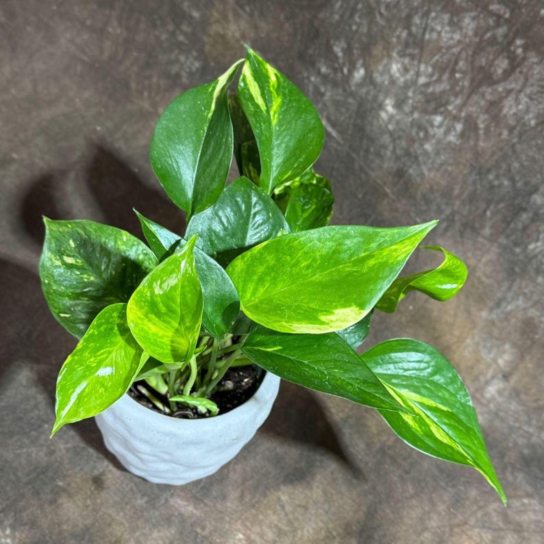 Golden Pothos Plant in 4" Grow Pot - Easy Care Indoor Houseplant - Epipremnum Aureum - Low Light Air Purifier - Devils Ivy