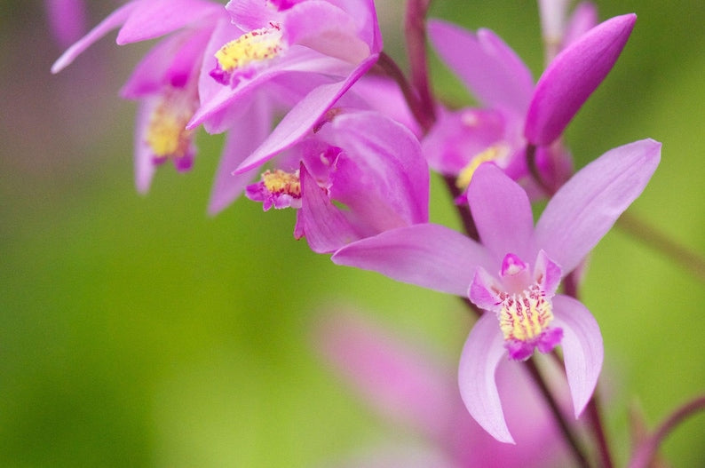 Bletilla 'Kate' Starter Plant - Hardy Terrestrial Orchid - Lavender Blooms - Bletilla yokohama - Free Shipping