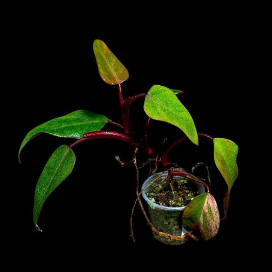 Variegated Philodendron Strawberry Shake Plant in Nursery Pot - Rare Pink & Green Collector Plant - Philodendron Strawberry Shake