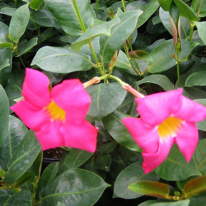 Red Riding Hood Pink Mandevilla Plant - Pack of 2 - Tropical Flowering Vine - Dipladenia - Attracts Butterflies & Hummingbirds