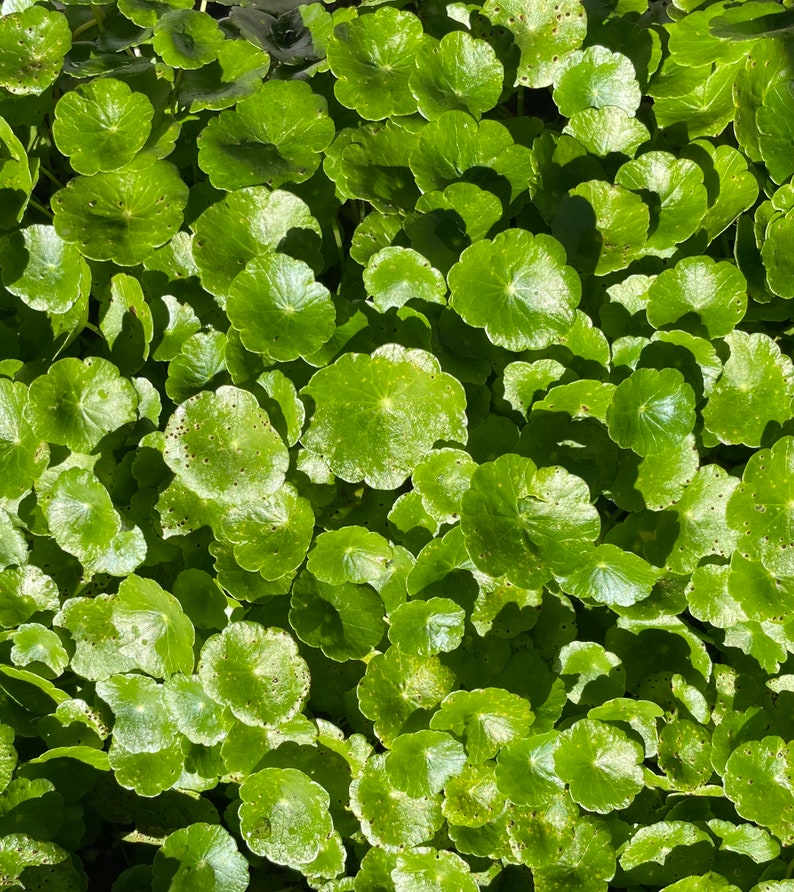 Dollarweed Pennywort Plant in 3 Inch Pot - Hydrocolyte Umbellata - Perennial with Fragrant Flowers - Ideal for Moist Environments