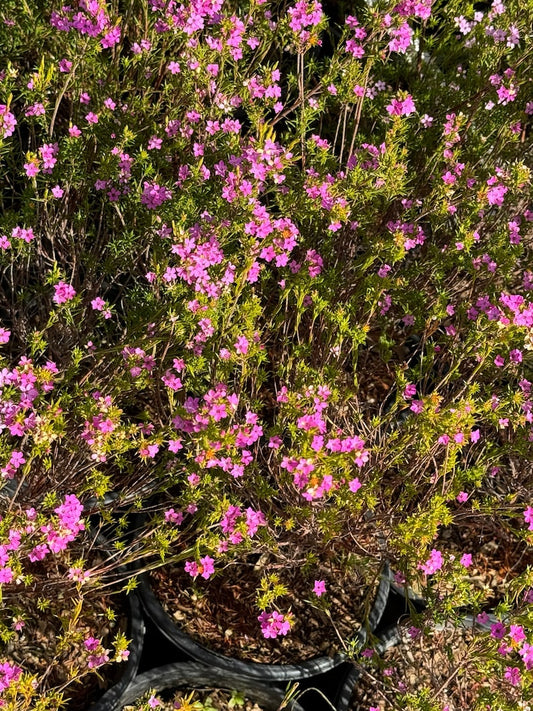 Breath of Heaven Plant - 1 Gallon Pot - Coleonema Pulchellum - Choice of Pink or White Blooms - Evergreen Shrub for Sun & Shade