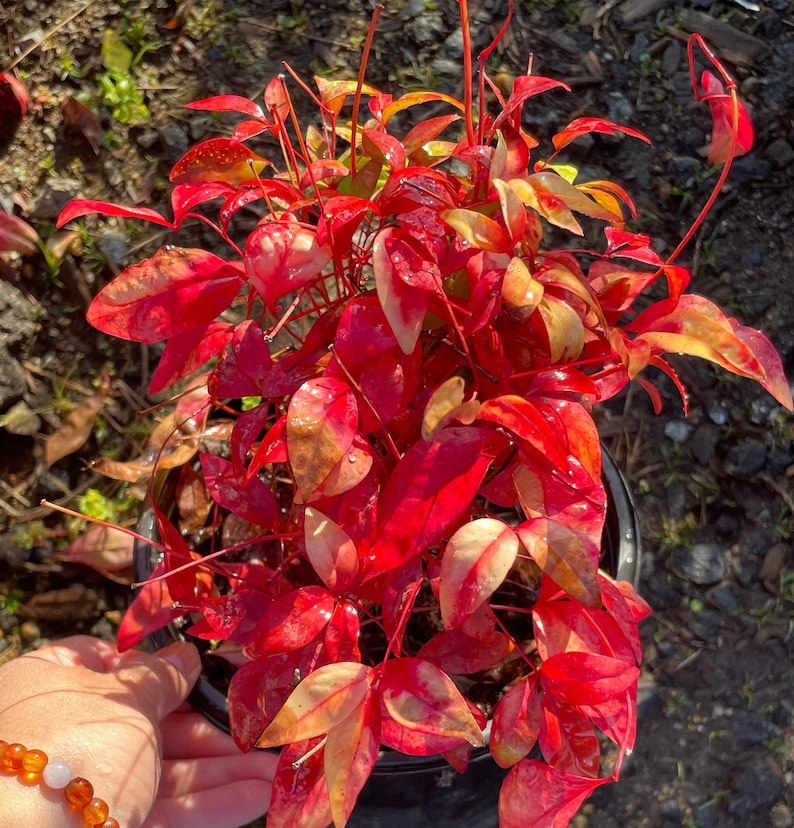 Nandina Gulf Stream Plant - 1 Gallon Pot - Compact Heavenly Bamboo - Nandina domestica - Vibrant Foliage for Garden Accents