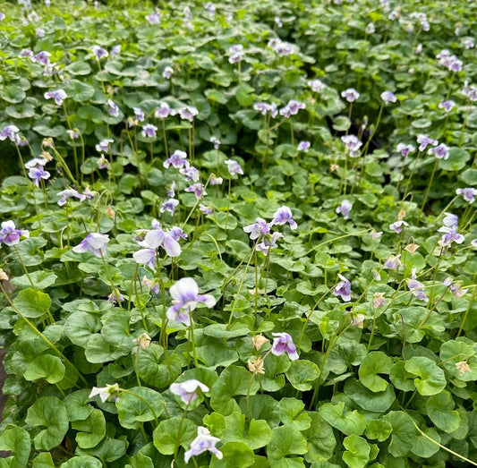 Tasmanian Violet Plant - 4 Inch or 1 Gallon - Violet-Purple Flowers, Easy Care Groundcover, Viola banksii