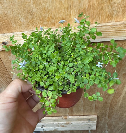Blue Star Creeper Plant in 3 Inch Pot - Isotoma fluviatilis - Dense Ground Cover with Star-Shaped Blue Flowers