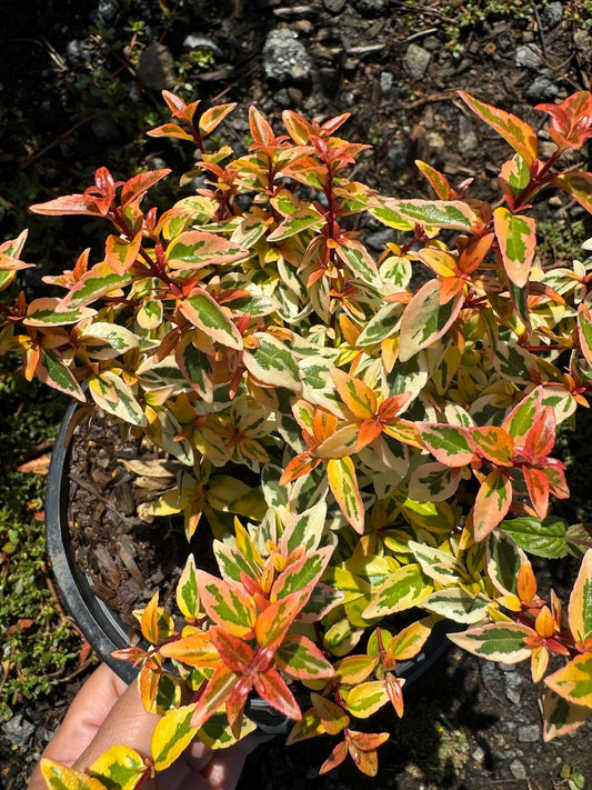 Abelia 'Kaleidoscope' Shrub - One-Gallon Pot - Variegated Foliage - Abelia x grandiflora