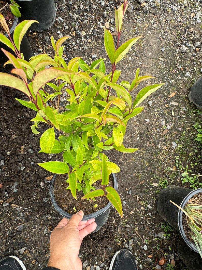 Japanese Privet Shrub - 1 Gallon Pot - Ligustrum japonicum - Evergreen Hedge Plant for Landscaping and Privacy