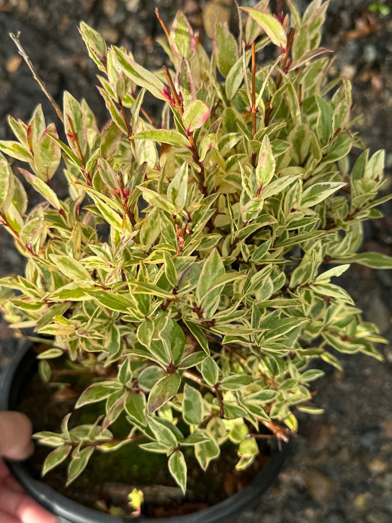 Variegated Myrtle Plant in 1-Gallon Pot - Low-Maintenance Ground Cover with Cream-Edged Green Leaves (Vinca minor)