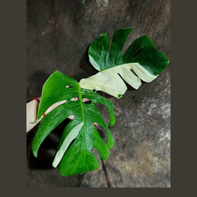 Variegated Monstera Albo Plant - Rare White Borsigiana - Indoor Houseplant  - Exact Plant - Monstera Deliciosa Albo