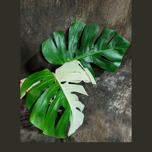 Variegated Monstera Albo Plant - Rare White Borsigiana - Exact Plant - Monstera Deliciosa Albo - Indoor Houseplant - US Seller