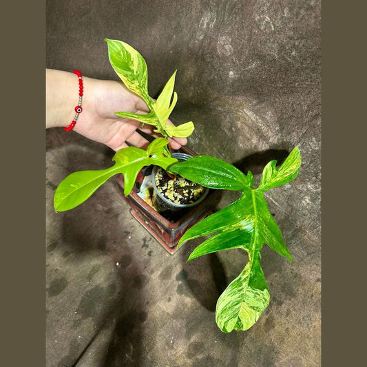 Variegated Philodendron Florida Beauty Plant in Nursery Pot - Rare Collector Houseplant - Philodendron 'Florida Beauty'