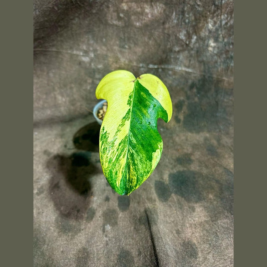 Variegated Philodendron Florida Beauty Plant in Nursery Pot - Rare Indoor Houseplant with Striking Foliage - Philodendron 'Florida Beauty'
