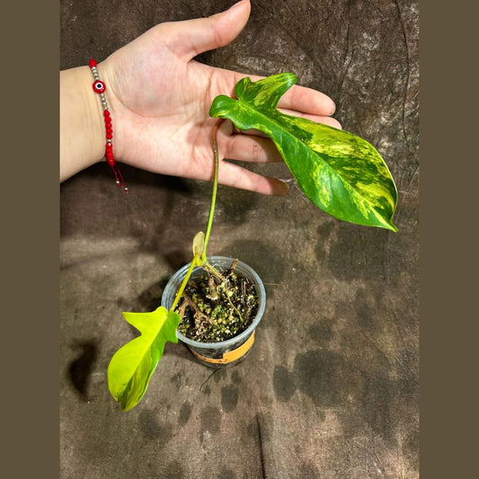 Variegated Philodendron Florida Beauty Plant - Rare Tropical Collector Houseplant - Philodendron 'Florida Beauty'