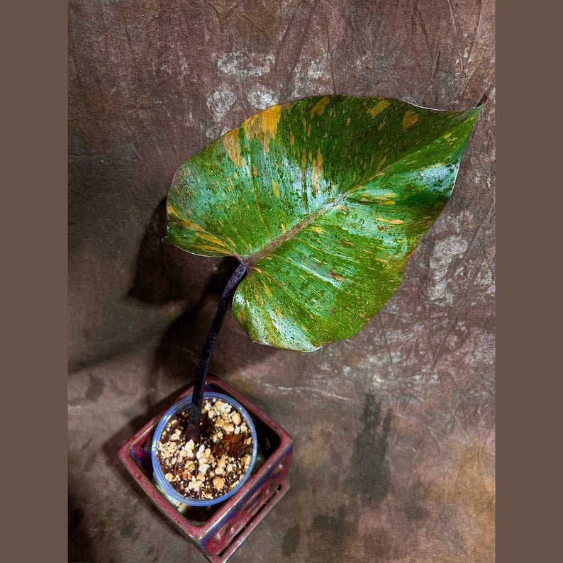 Rare Philodendron Orange Princess Live Plant in Nursery Pot - Philodendron 'Orange Princess' - US Seller - Unique Houseplant