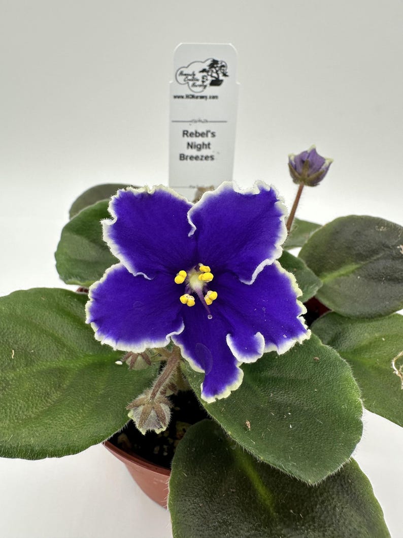 Live African Violet Plant 4" - Rebel's Night Breezes - Beautiful Blooming Houseplant - Saintpaulia