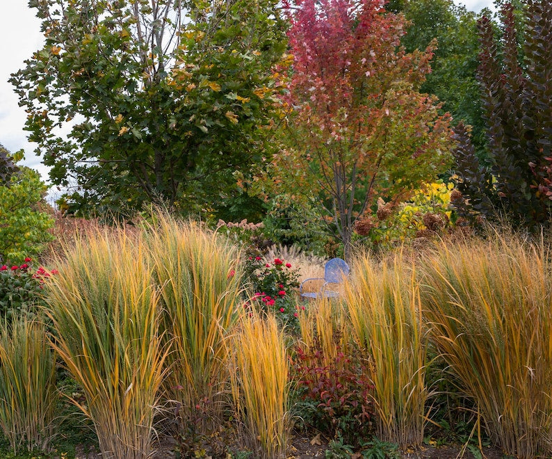 New Zealand Wind Grass Plant - Ornamental Grass - Green to Orange-Gold Foliage - Anemanthele lessoniana - Drought Tolerant