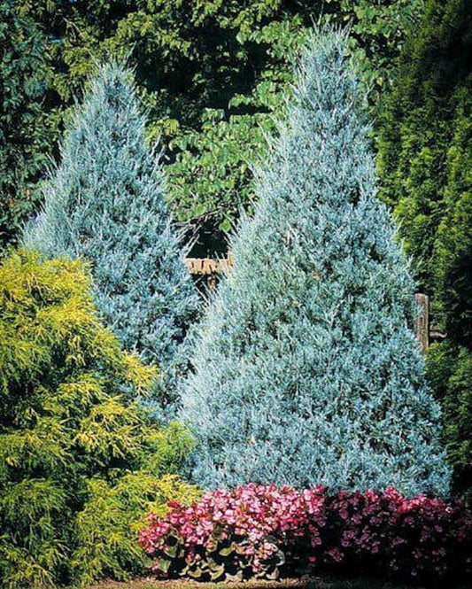 Wichita Blue Rocky Mountain Juniper Tree, 3 Gallon, Juniperus scopulorum, Silver Blue Foliage, Low Maintenance Evergreen