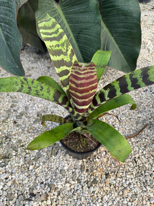 Bromeliad Plant - Neoregelia Splenriet - Exotic Green and Brown Foliage - Easy Care Houseplant - Colorful Year-Round