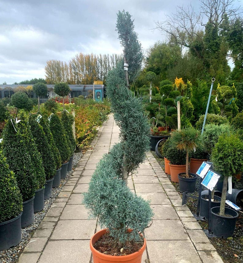 Spiral Topiary Tree Carolina Sapphire - Silver-Blue Foliage Cupressus arizonica glabra - Elegant Evergreen Accent