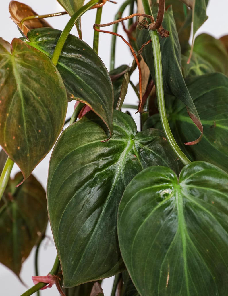Philodendron Micans Trellis - Vining Plant with Velvety Bronze Leaves - Philodendron Hederaceum Micans - Easy Care Indoor Plant