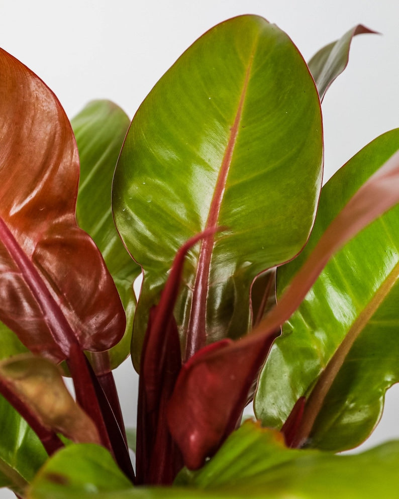 Philodendron Prince of Orange Plant - Tropical Foliage with Colorful Leaves, Philodendron 'Prince of Orange'