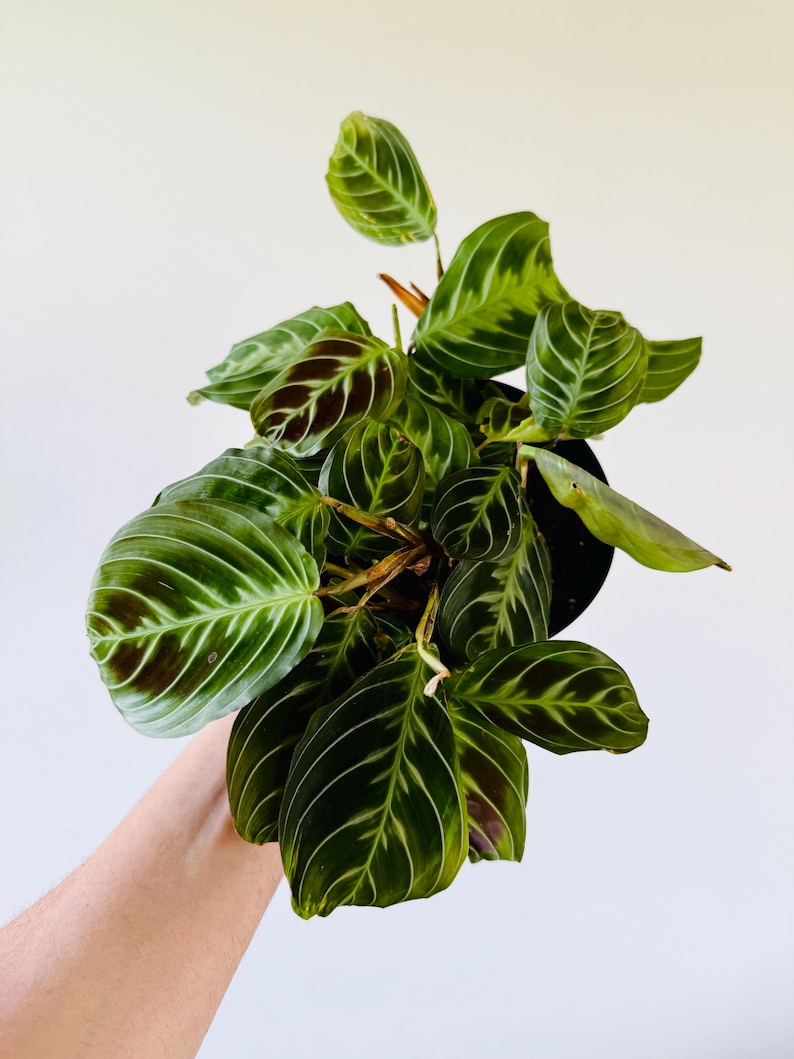 Black Prayer Plant - 4” Pot - Maranta Leuconeura ‘Massangeana’ - Rare Black Variegated Tropical Plant for Home Décor