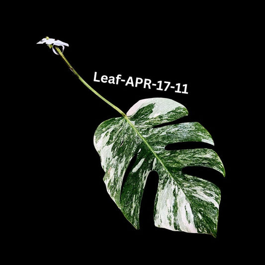 Variegated Monstera Cutting - White Monstera Albo - Rare Borsigiana Albo - Monstera deliciosa - US Seller - Same Plant as Pictures