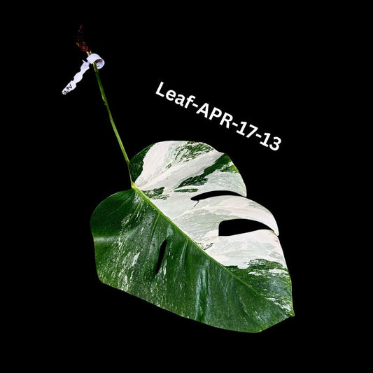 Variegated Monstera Albo Cutting - Rare White Monstera Borsigiana Albo - Monstera deliciosa - US Seller - Same Plant as Pictures