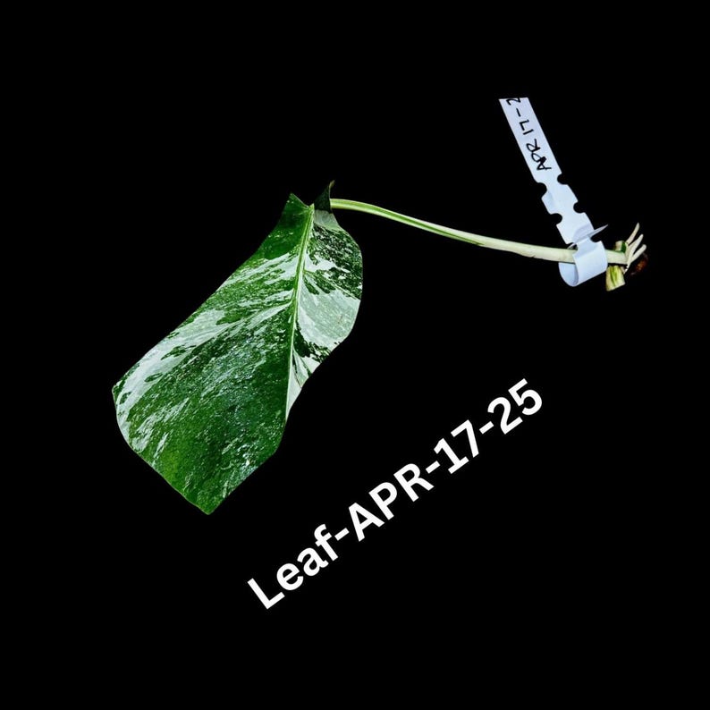 Variegated Monstera Albo Cutting - Rare White Monstera Borsigiana - Monstera Deliciosa Variegata - US Seller, Same as Images