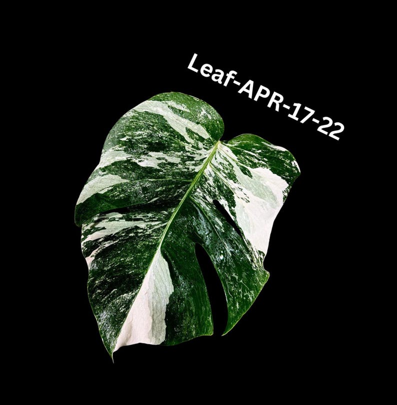 Variegated Monstera Albo Cutting - White Monstera Borsigiana Albo - Rare Indoor Plant - Monstera deliciosa - US Seller