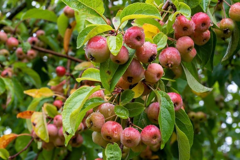 Zumi Crabapple Tree - 1 Rooted Plant - Wildlife-Friendly Flowering Fruit - Malus 'Zumi' - Zones 4-8 - Self-Pollinating