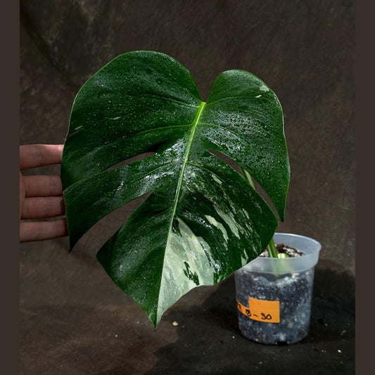 Variegated Monstera Albo Plant - Rare White Monstera Borsigiana - Indoor Houseplant - Exact Plant - Live Plant by US Seller
