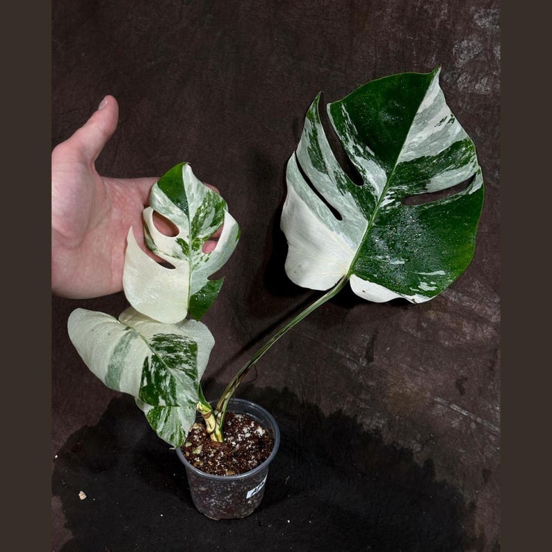 Variegated Monstera Albo Plant - Rare White Monstera Borsigiana - Exact Plant - Indoor Houseplant - Unique Marbled Leaves