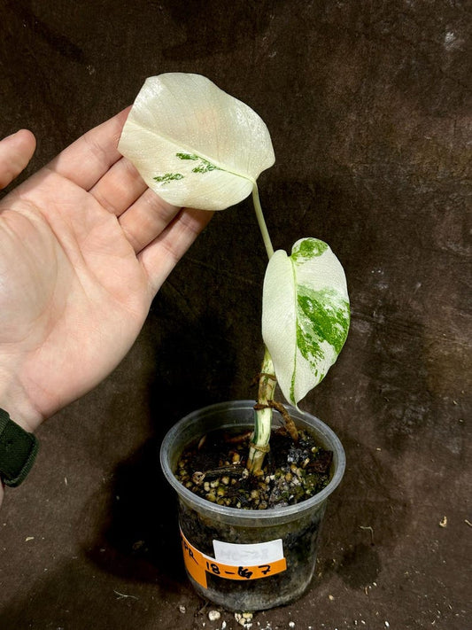 Variegated Monstera Albo Plant - Rare Indoor White Monstera Borsigiana - Baby Leaf Houseplant - Monstera Deliciosa Albo