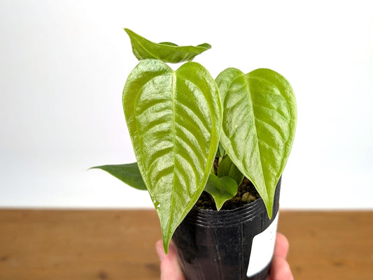 Anthurium Veitchii King Live Tropical Houseplant - Aroid, Indoor Plant - Epiphyte with Corrugated Leaves (Anthurium veitchii)