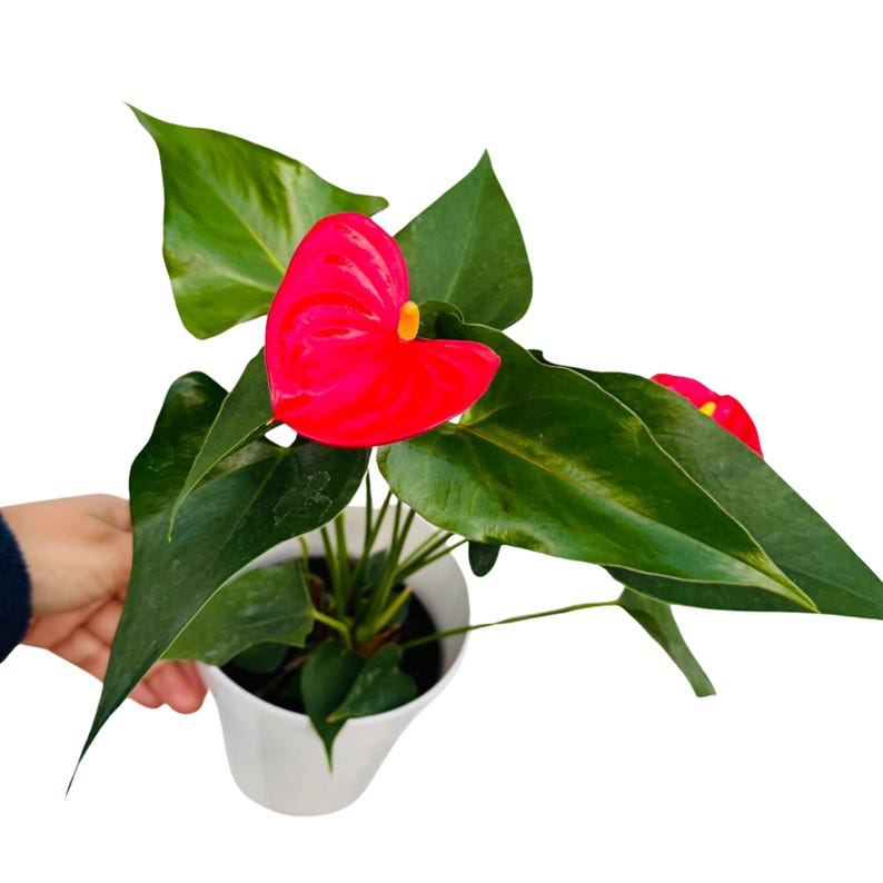 Red Anthurium Flowering Plant in 4" Pot - Easy Care Indoor Houseplant | Anthurium andraeanum | Low Light Blooming Beauty