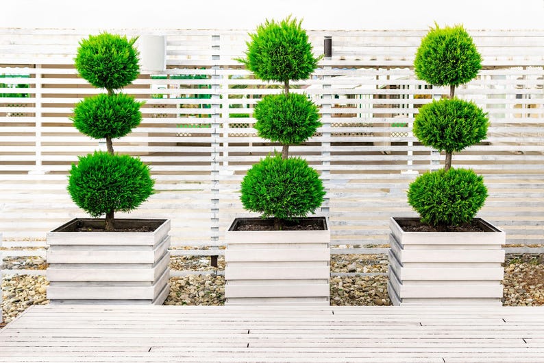 Topiary Tree - 3-Ball Eugenia Globulus - Evergreen Garden Accent - Perfect for Patios & Entryways