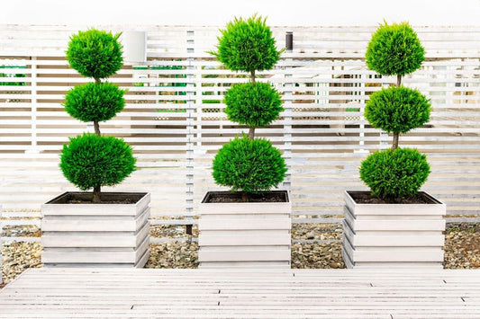 Topiary Tree - 3-Ball Eugenia Globulus - Evergreen Garden Accent - Perfect for Patios & Entryways
