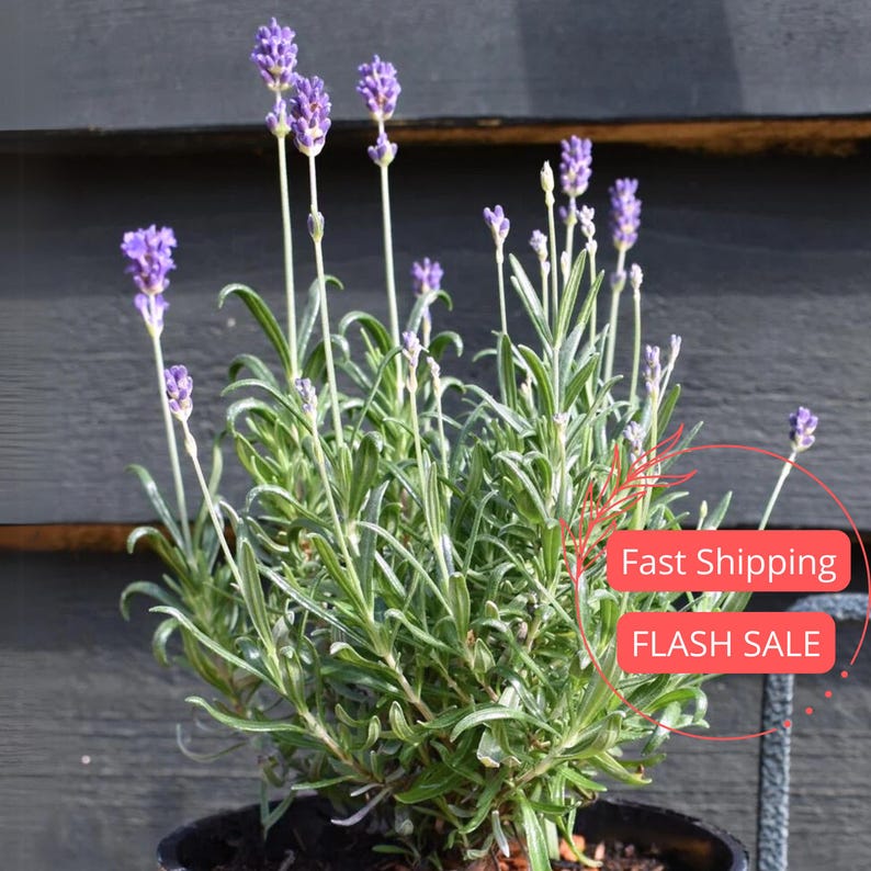 Munstead Lavender Plant 4" | English Lavender | Live Indoor Outdoor Perennial Houseplant | Lavandula angustifolia