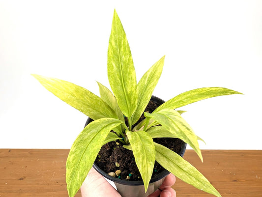 Anthurium Vittarifolium Variegated Plant - 4 Inch Pot - Exotic Tropical Houseplant - Rare Epiphyte - Perfect for Hanging Display