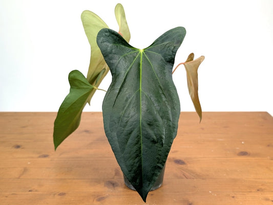Anthurium Hybrid Plant 4 Inch Pot 'Amazon Rabbit' Anthurium Forgetii x Pinkleyi - Exotic Tropical Houseplant