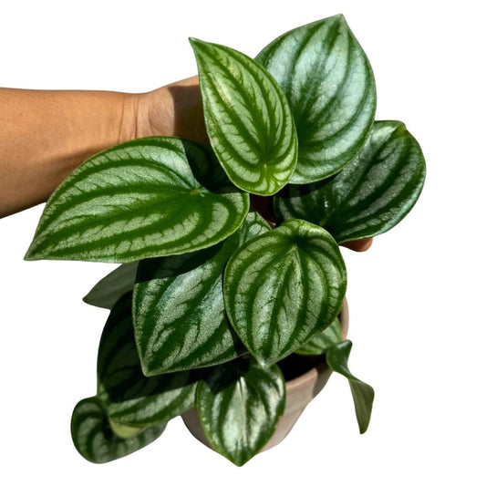 Watermelon Peperomia Starter Plant in 4" Pot - Striking Silver and Dark Green Foliage - Easy Care Indoor Houseplant - Peperomia argyreia