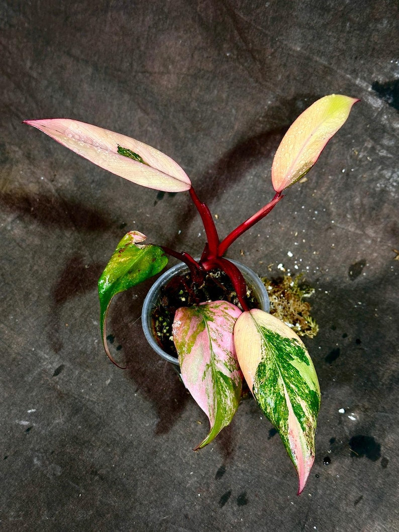 Variegated Philodendron Strawberry Shake Plant in Nursery Pot - Philodendron Pink - Rare Houseplant - Live Indoor Plant