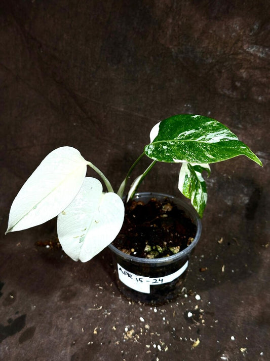 Variegated Monstera Albo Plant - Rare White Borsigiana Houseplant - Exact Plant - Indoor Tropical Decor - US Seller