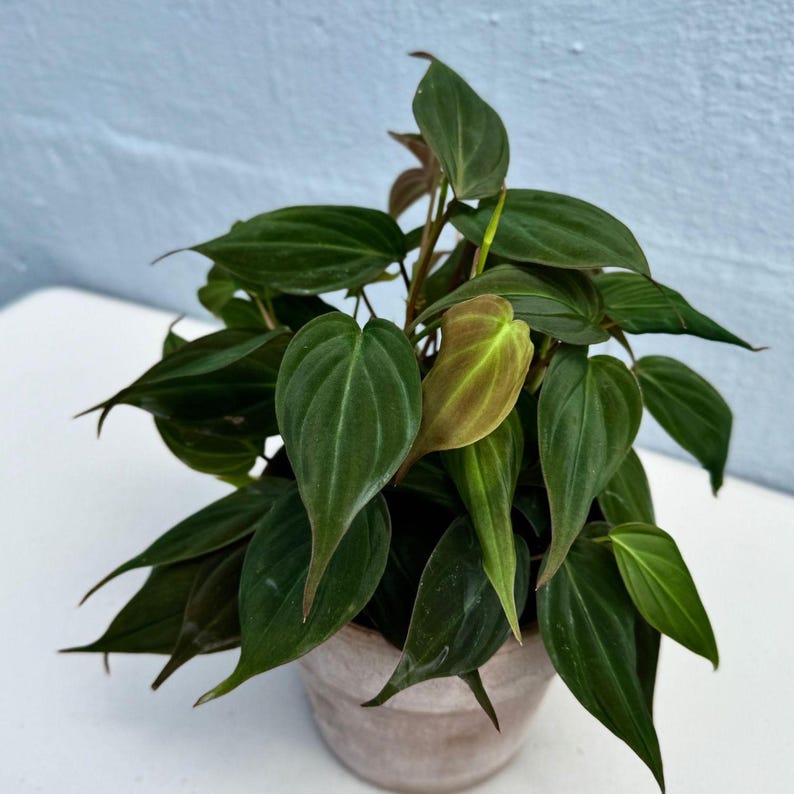 Philodendron Micans Velvet 4" Grow Pot - Heartleaf Indoor Plant - Rare Hirt's Velvet Leaf - Easy Care Houseplant