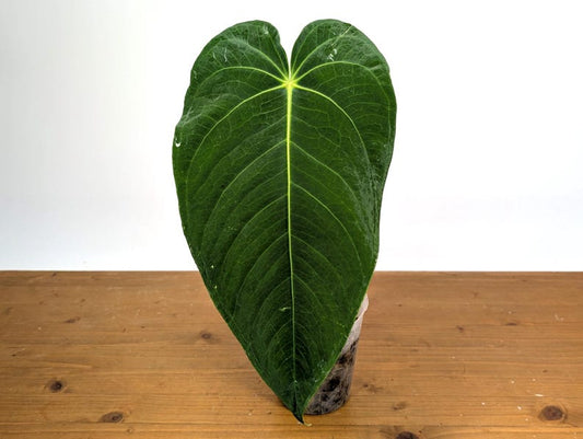 Anthurium Waterburyanum Plant - Tropical Exotic with Wide Leaves - Anthurium clarinervium - Free Hoya Krimson Queen with 3+ Orders