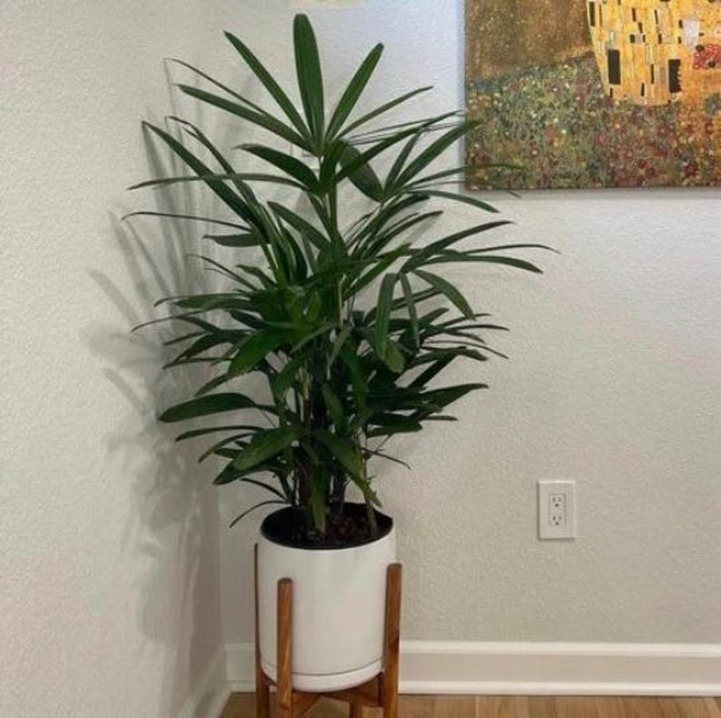 Lady Palm Plant - Broadleaf Rhapis Excelsa - Indoor Tropical Houseplant - Easy Care Air Purifying Plant for Home Decor