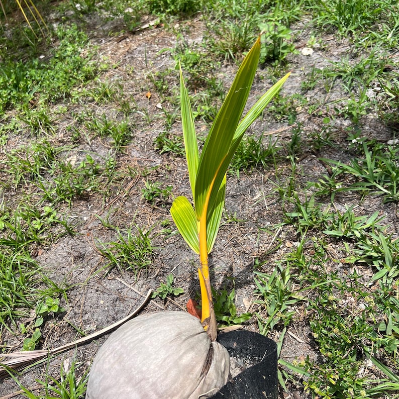 Rare Orange Golden Coconut Tree Seedling 6"-20" - Cocos Nucifera - Indoor/Outdoor Tropical Plant - No Shipping to CA, AZ, TX, HI, LA, NC, MS
