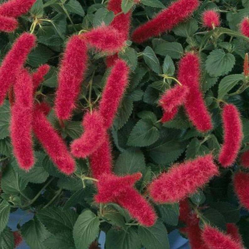 Firetail Chenille Plants - Pack of 2 Dwarf Live Plants - Red Fuzzy Blooms - Acalypha pendula - 4-6 Inches Tall