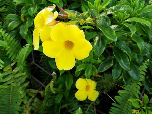 Allamanda Live Plants Pack of 2 - Brown Bud Yellow Trumpet Flowers - Allamanda hendersonii - Tropical Garden Decor